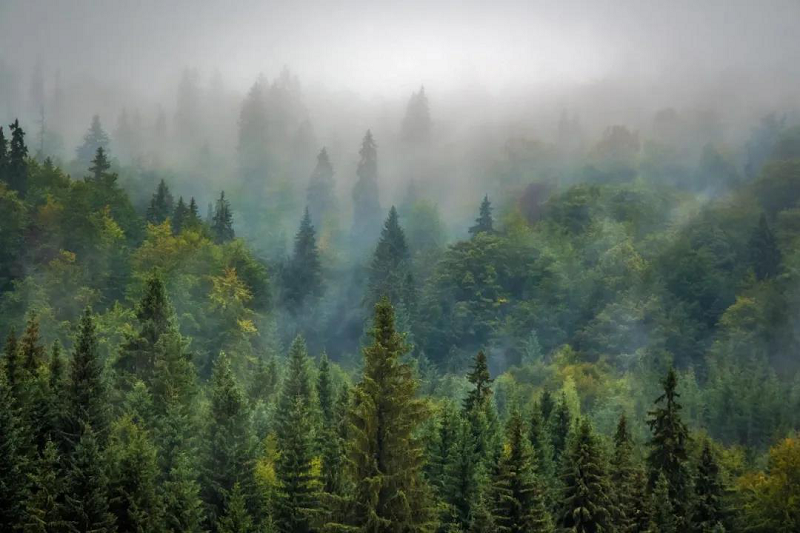 植樹節|茄子视频色版在线观看地板構建健康家居，嗬護地球生態 圖片2
