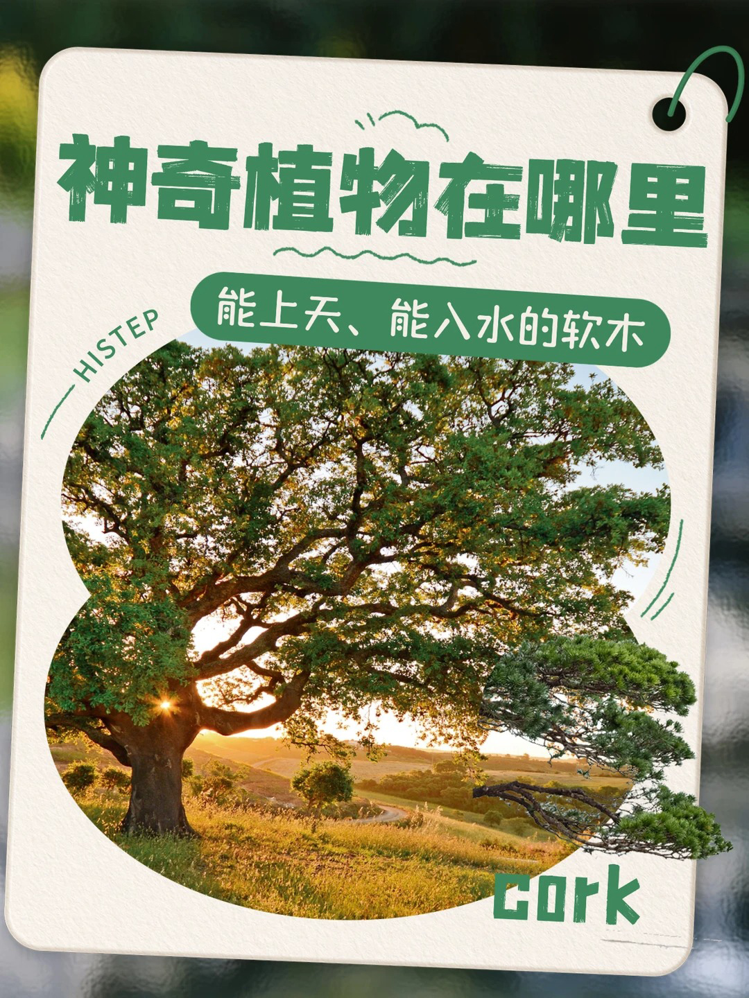 神奇植物在哪裏，能上天、能入水的軟木！ 圖片15