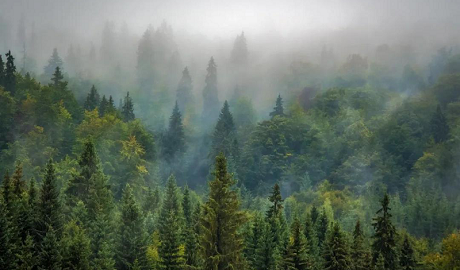 植樹節|茄子视频色版在线观看地板構建健康家居，嗬護地球生態